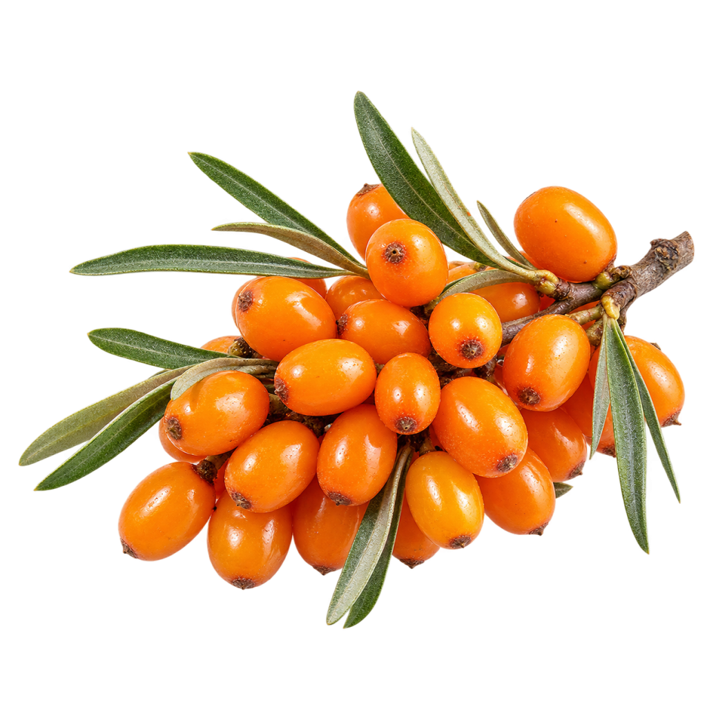 Sea buckthorn