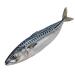 Скумбрія